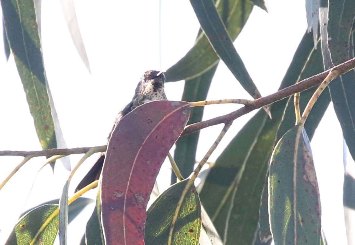 Image of Black-backed Thornbill