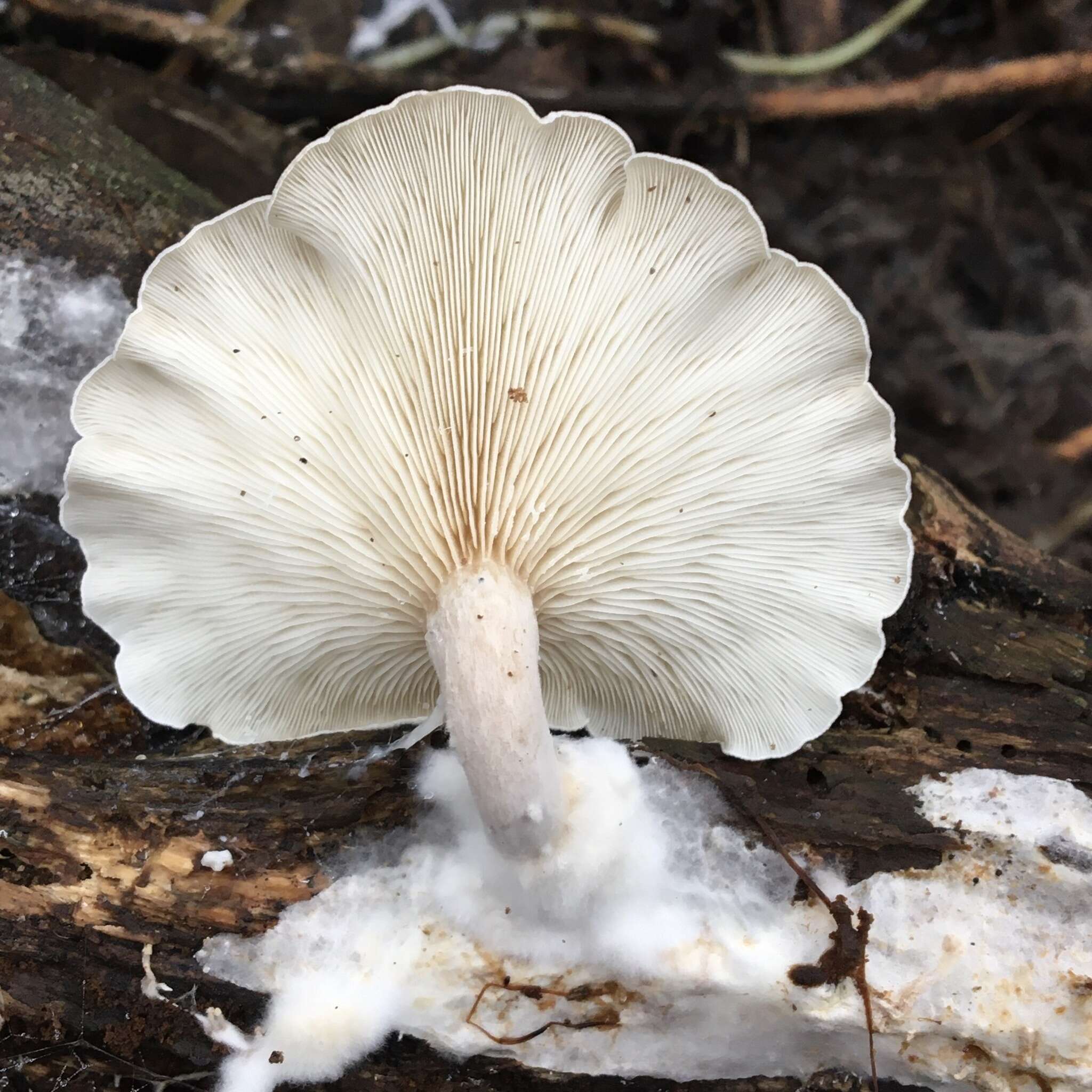 Image of Clitocybe semiocculta Cleland 1927