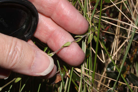 Image of Arenaria soratensis Rohrb.