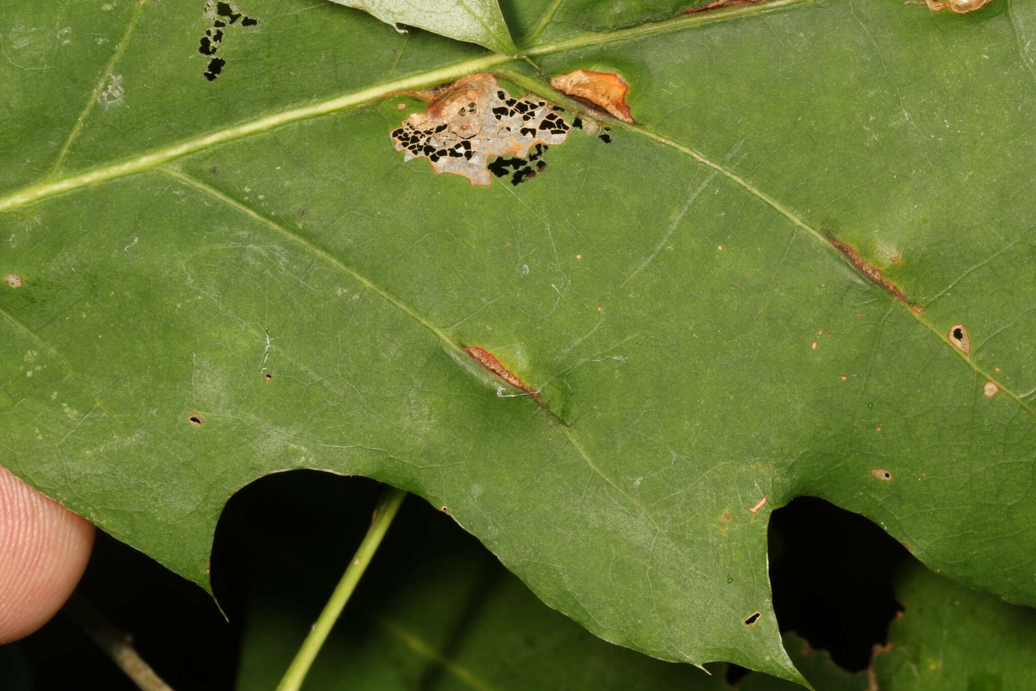 Image of Macrodiplosis majalis (Osten Sacken 1878)