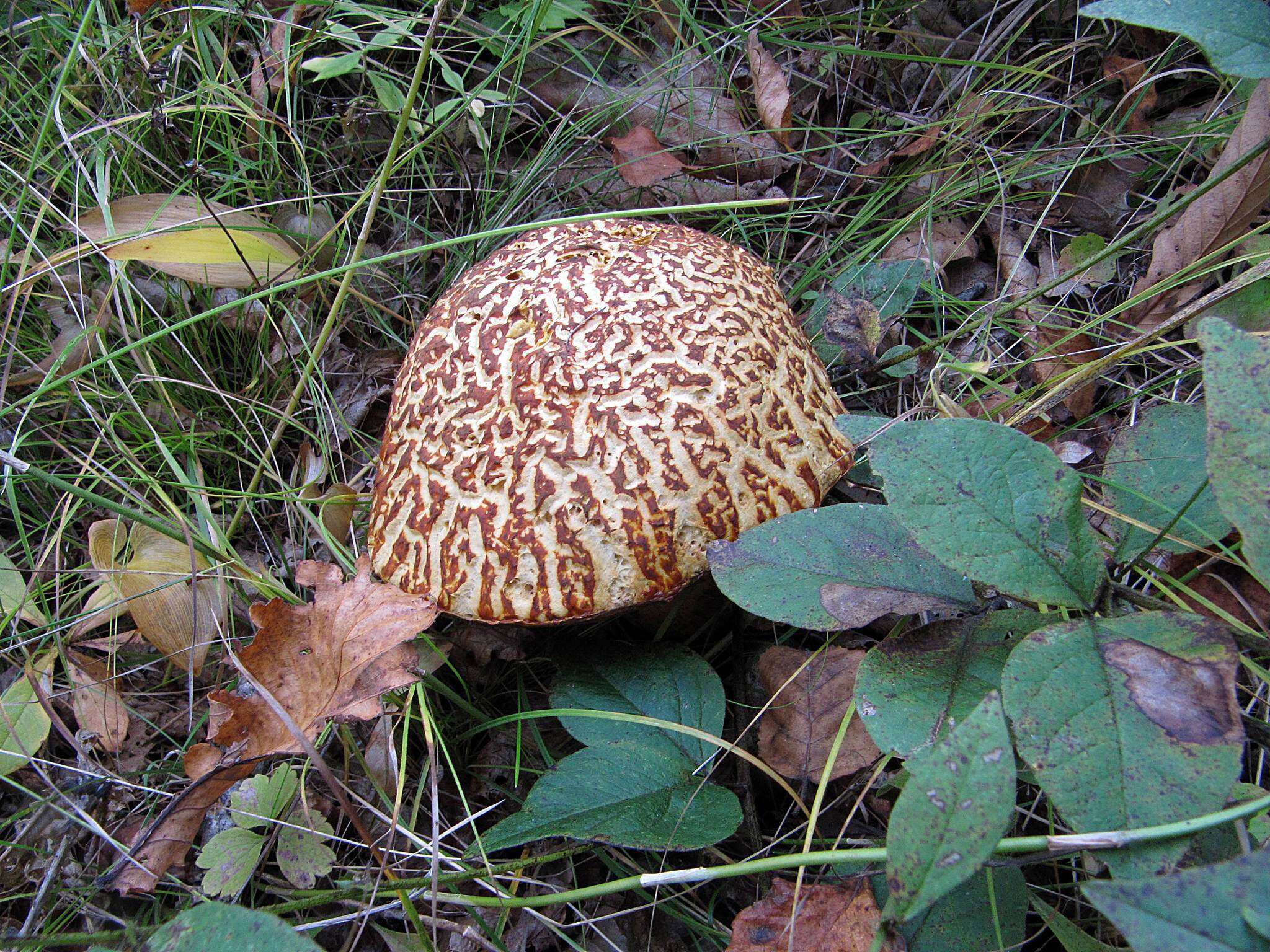 Слика од Rugiboletus