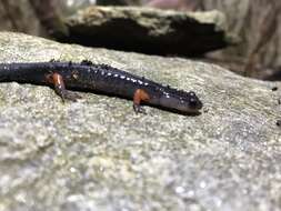 Image of Red-legged Salamander