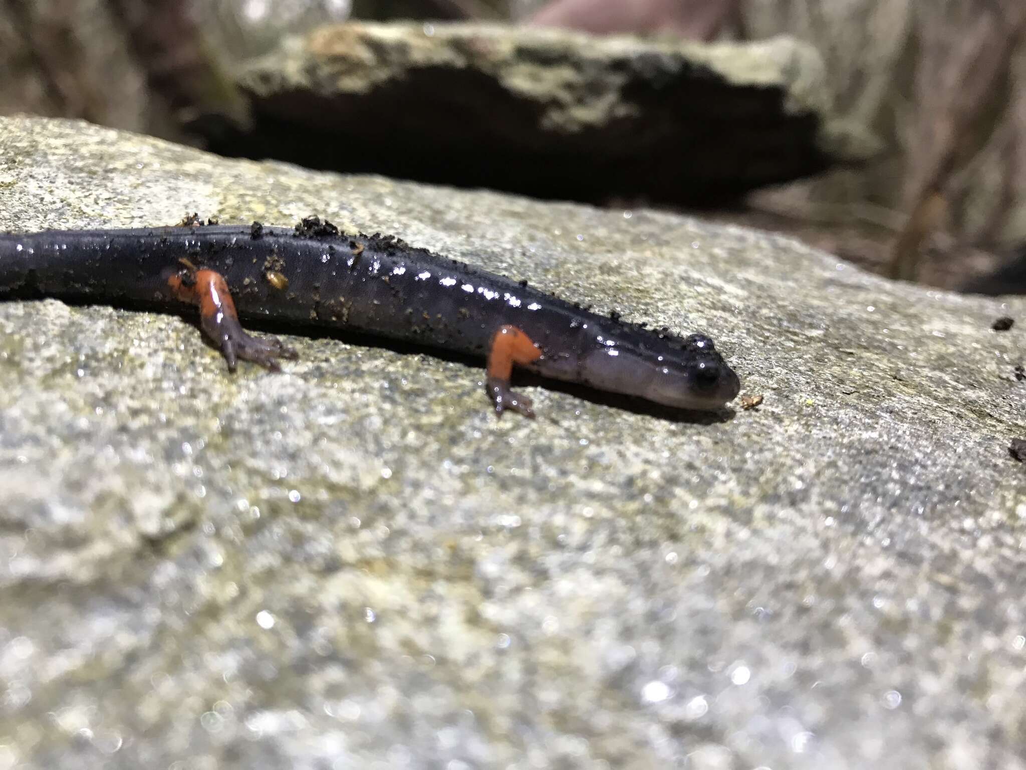 Image of Red-legged Salamander