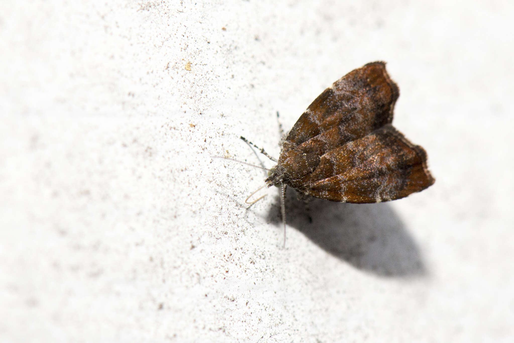 Image of Choreutis yakushimensis