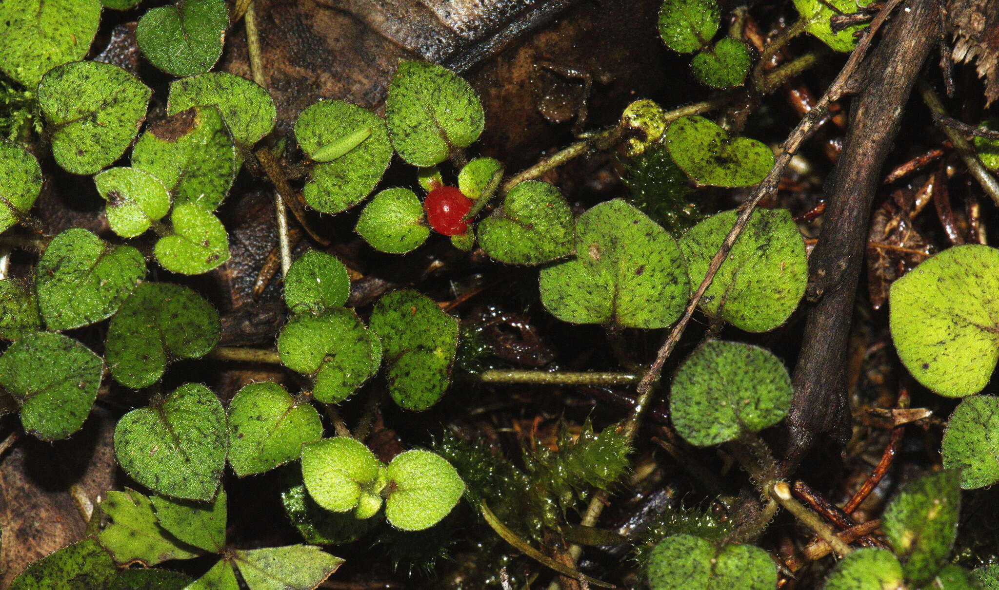 Image of Nertera dichondrifolia (A. Cunn.) Hook. fil.