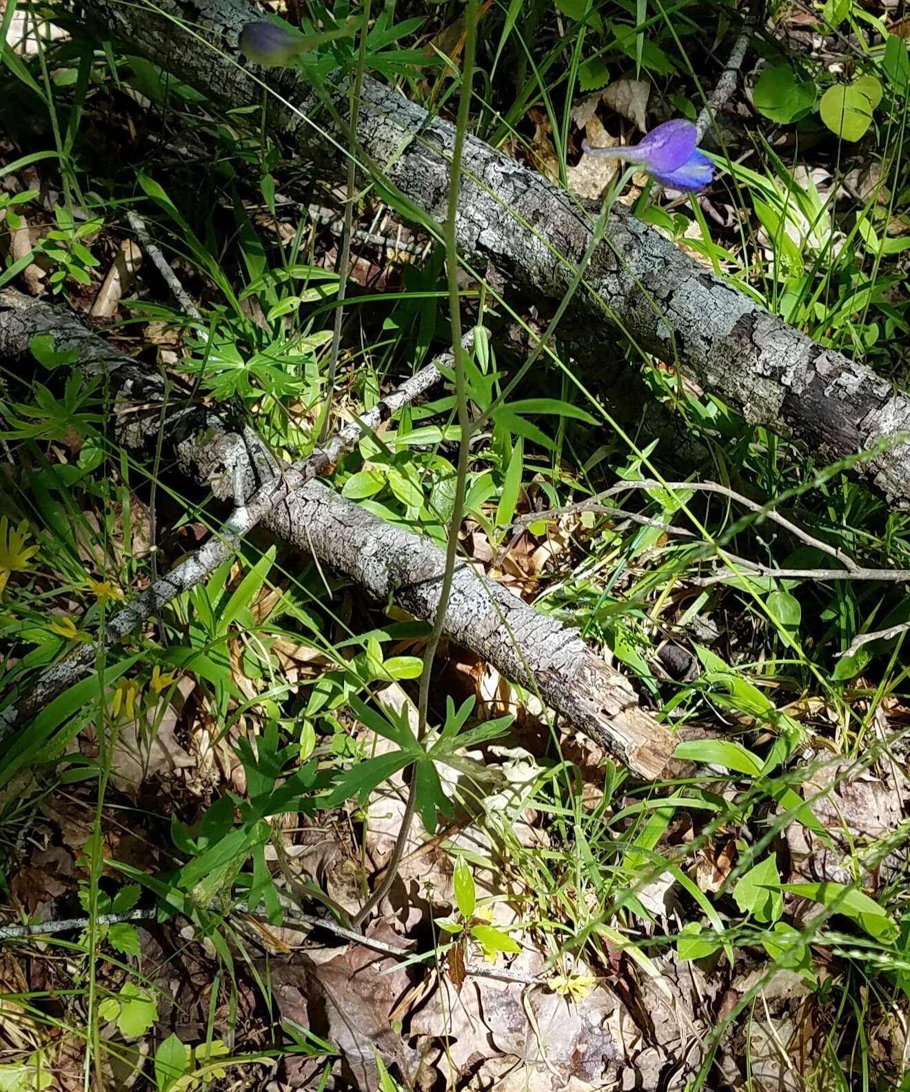 Plancia ëd Delphinium alabamicum R. Kral