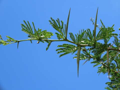 Image of Vachellia robusta subsp. clavigera (E. Mey.) Kyal. & Boatwr.