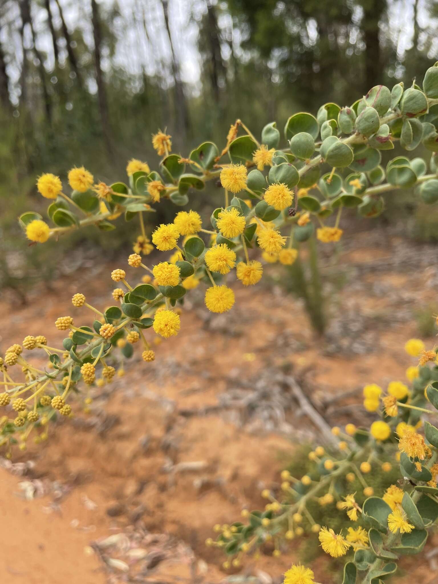 Image of Acacia uncinata Lindl.