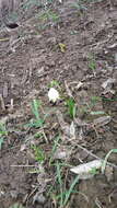 Image of Spring Snowflake