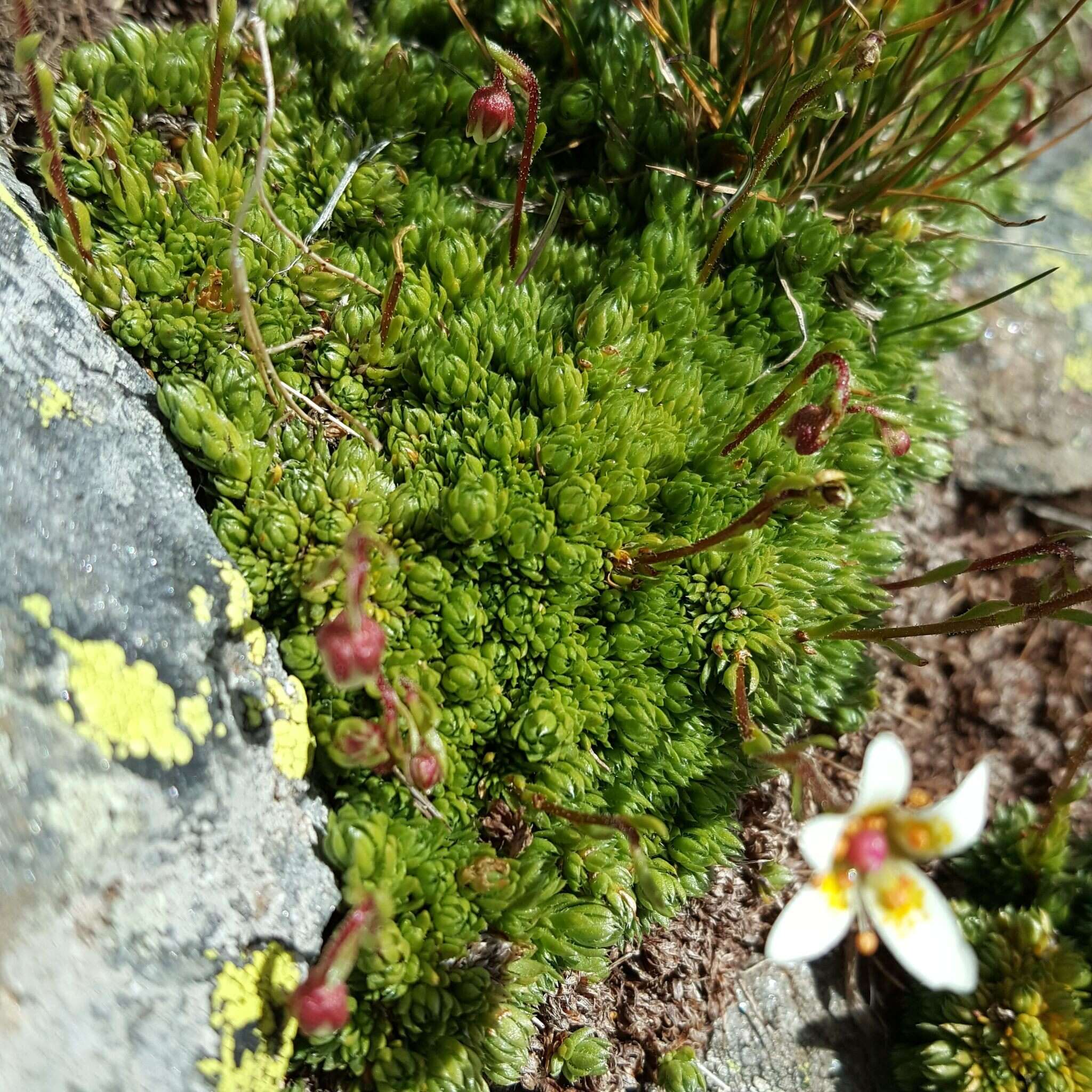 Слика од Saxifraga bryoides L.