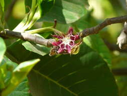 Image of shrubby dillenia