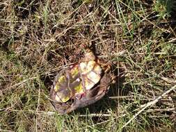 Image of Rough-footed Mud Turtle