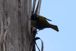 Image of Gilbert's Honeyeater