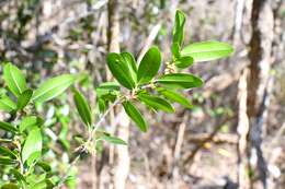 Image of Erythroxylum mexicanum Kunth