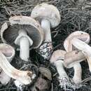 Imagem de Agaricus cupressicola Bon & Grilli 1987