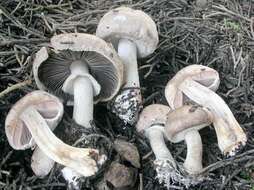 Imagem de Agaricus cupressicola Bon & Grilli 1987