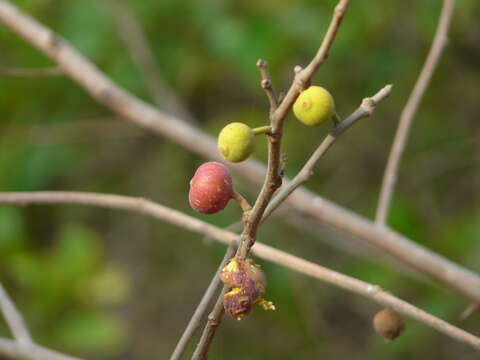 Ficus exasperata Vahl的圖片