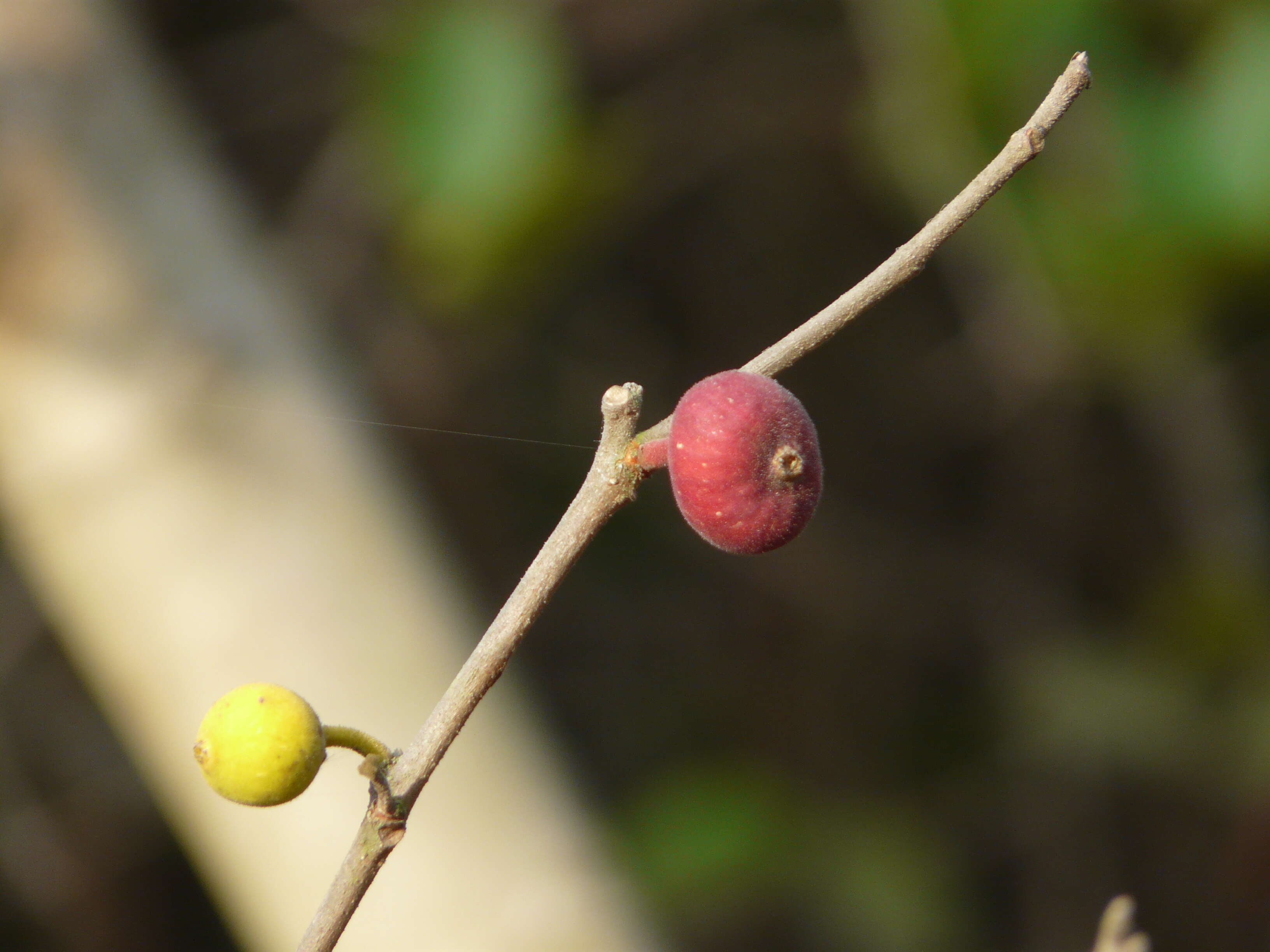 Ficus exasperata Vahl的圖片