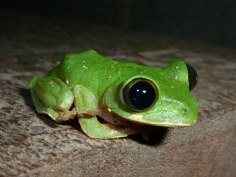 Image de Leptopelis boulengeri (Werner 1898)