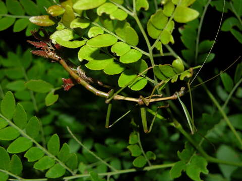 Image of Diapheromera (Diapheromera) carolina Scudder & S. H. 1901