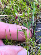 Image de Trifolium oliganthum Steud.