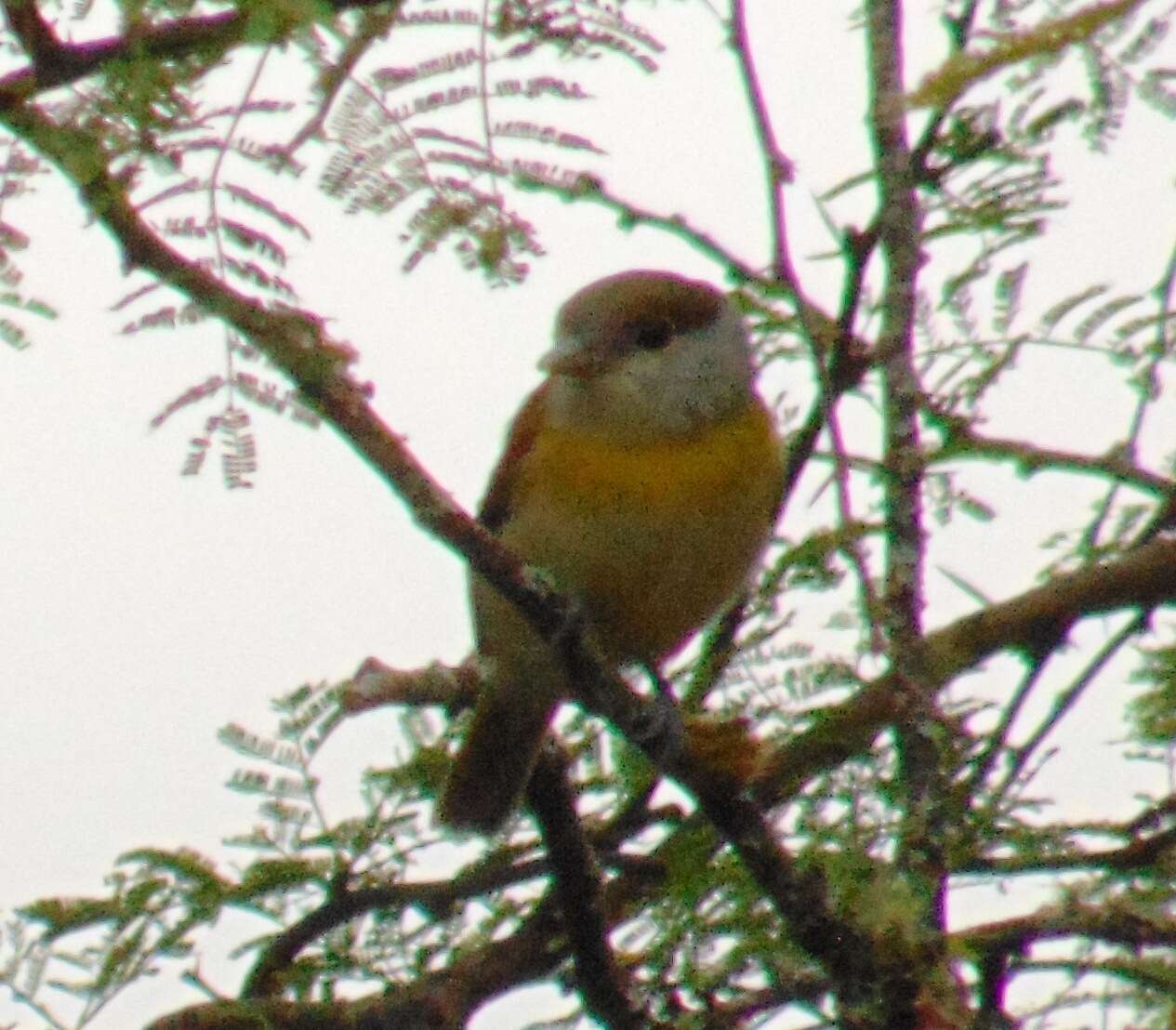 Image of Green-backed Becard