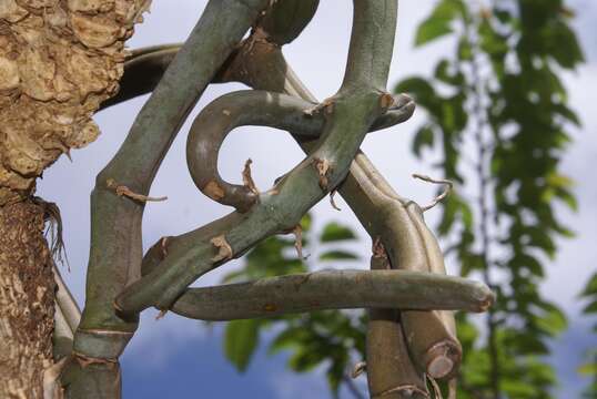 Image of Vanilla roscheri Rchb. fil.