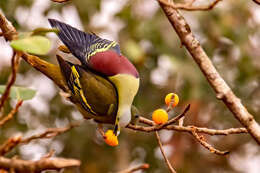 Image of Grey-fronted Green Pigeon