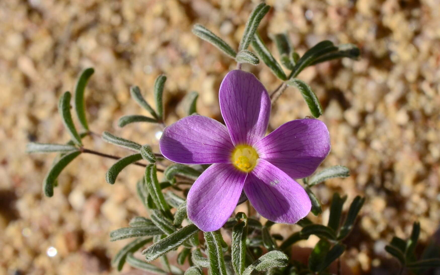 Sivun Oxalis reclinata Jacq. kuva