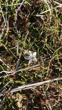 Image of Montia angustifolia Heenan