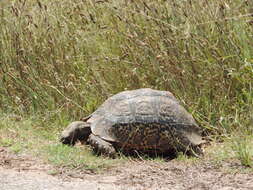 Image of Stigmochelys