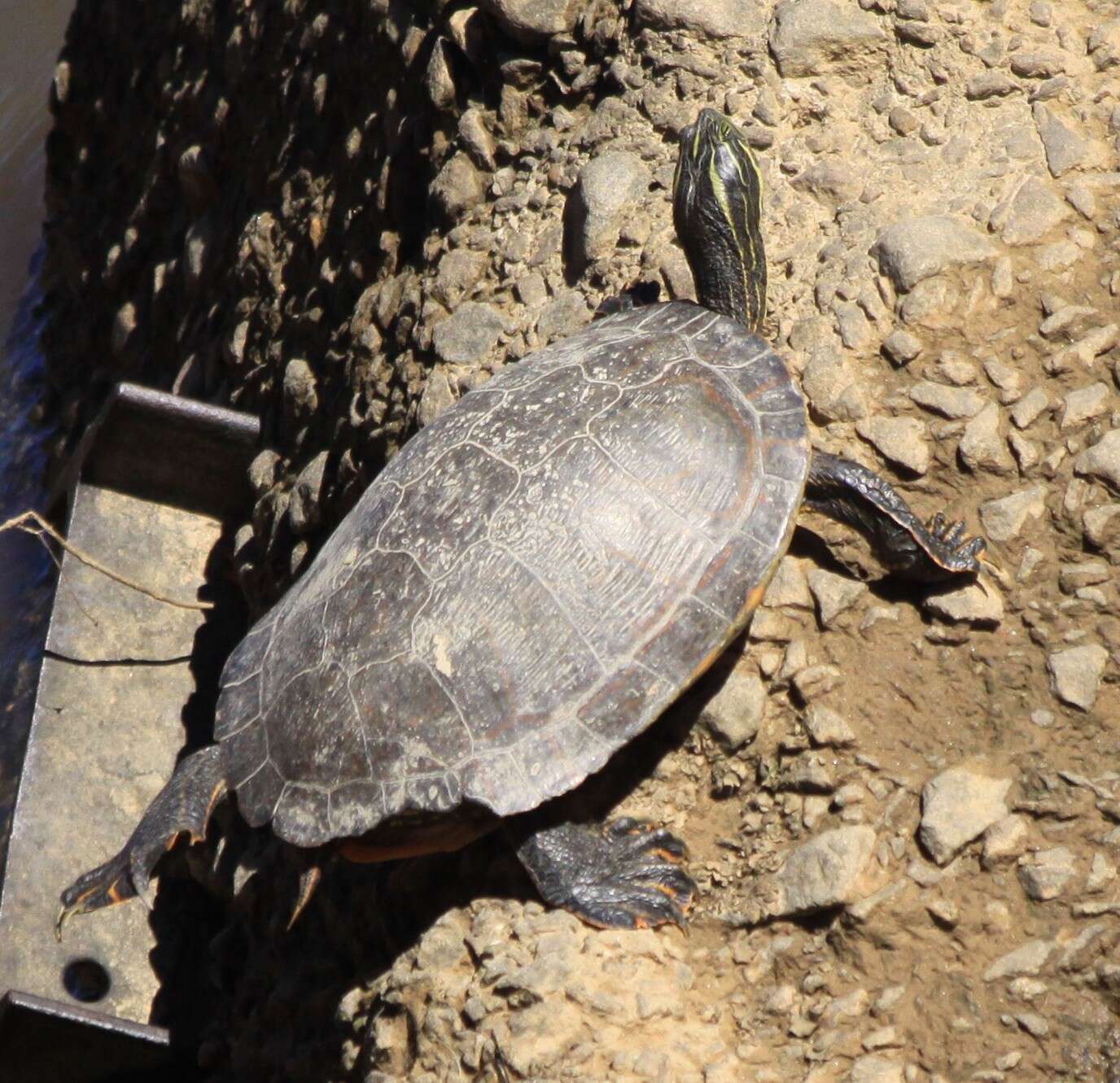 Image of Eastern River Cooter