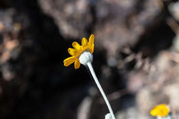 Image of <i>Eriophyllum lanatum</i> var. <i>achilleoides</i> (DC.) Jeps.