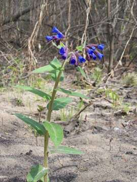 Plancia ëd Pulmonaria mollis Hornem.