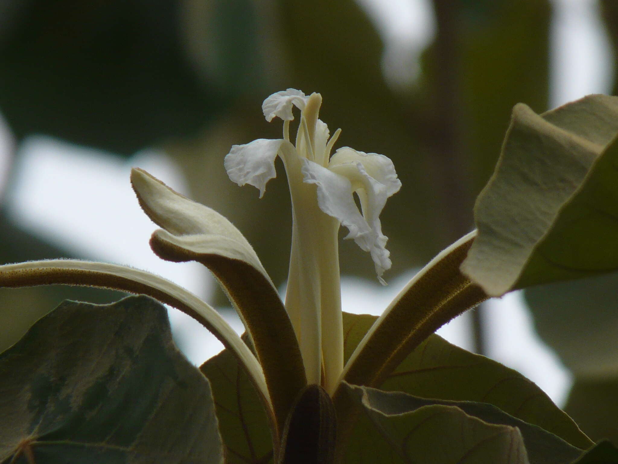 Image of Pterospermum acerifolium (L.) Willd.