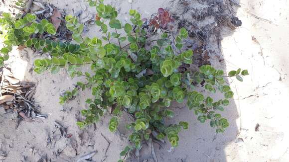 Image of Dune myrtle