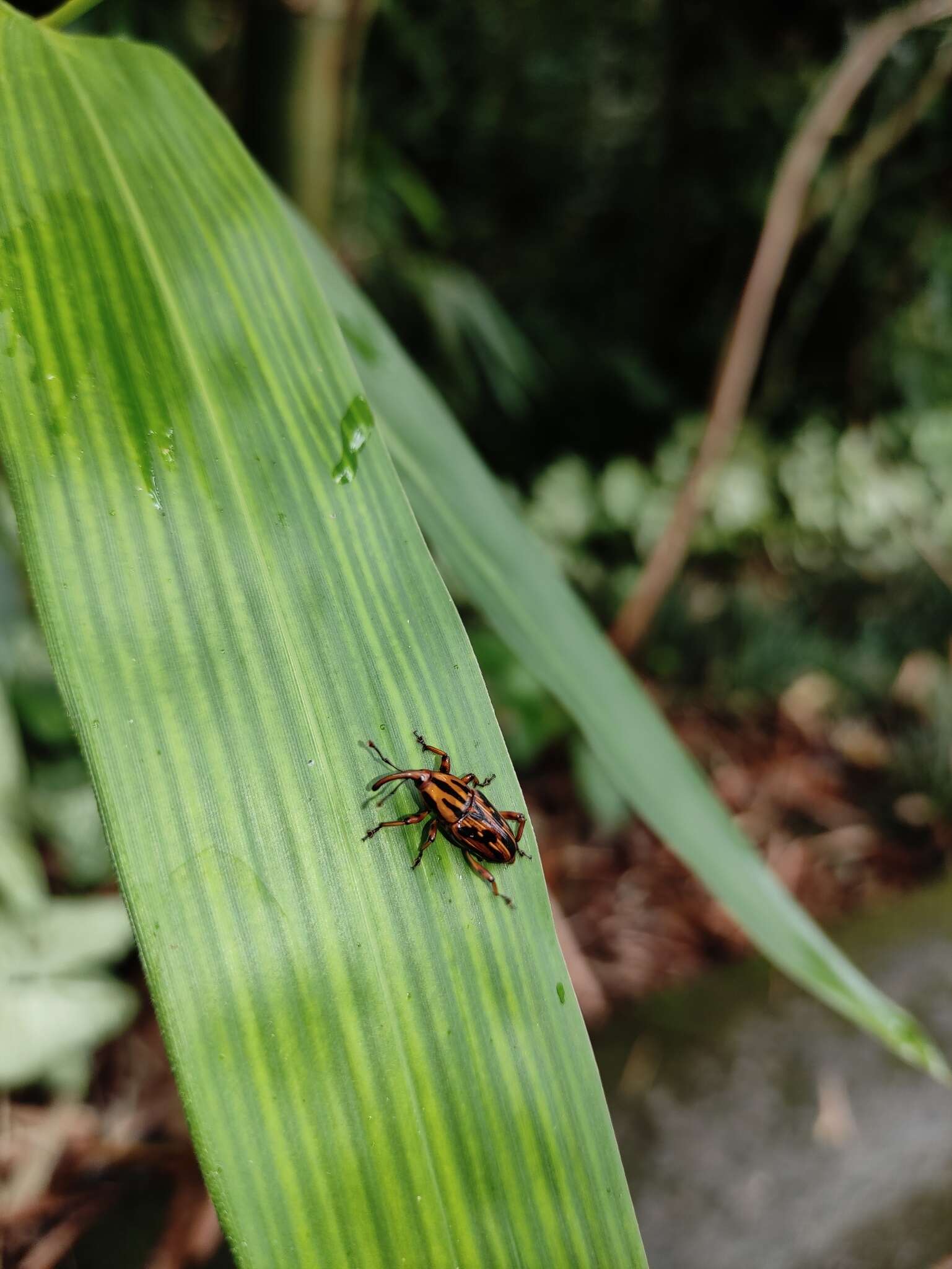 Image of Weevil