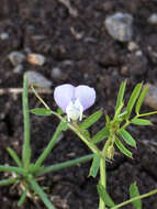 Imagem de Vicia hulensis Plitmann