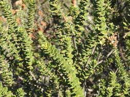 Morella cordifolia (L.) D. J. B. Killick resmi