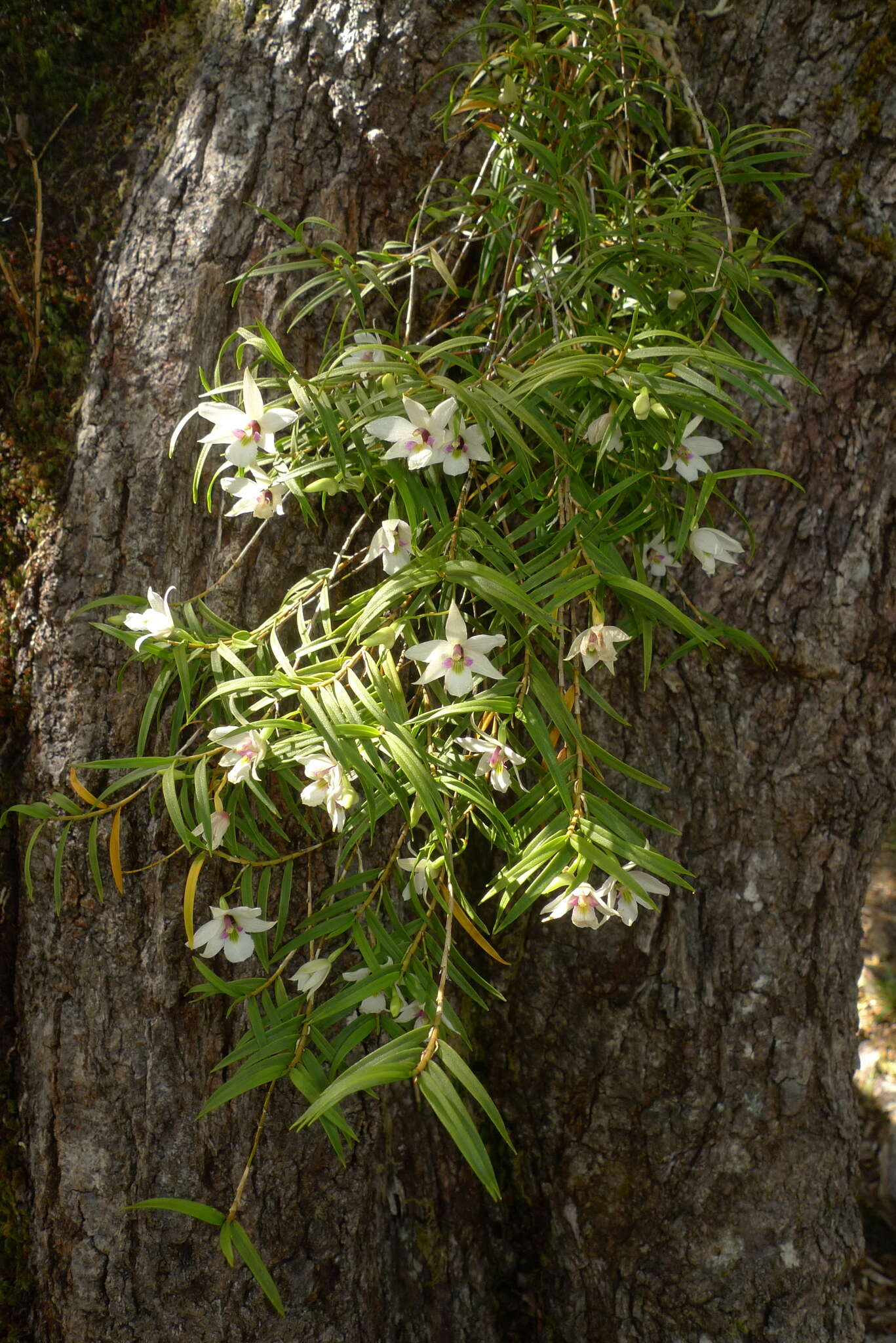 Image de Dendrobium cunninghamii Lindl.