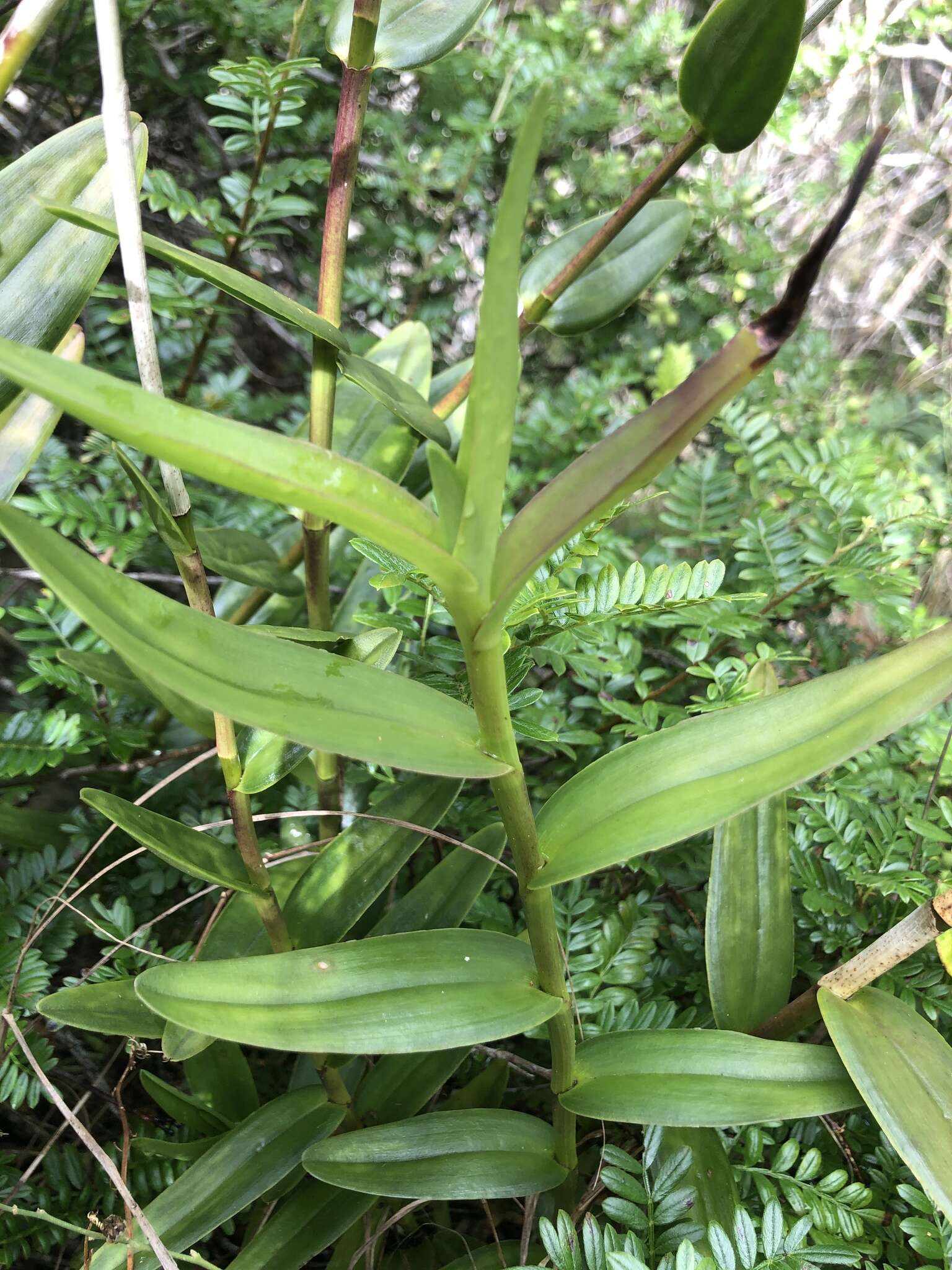 Plancia ëd Epidendrum obrienianum Rolfe