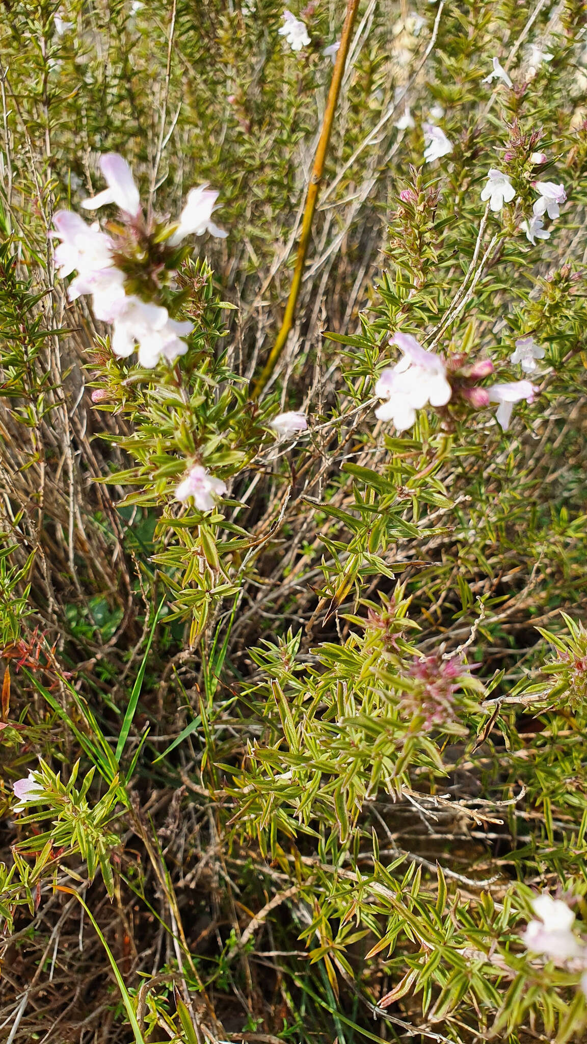 Image of perennial savory