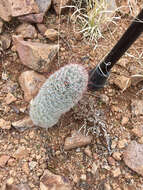 Image de Mammillaria grahamii Engelm.