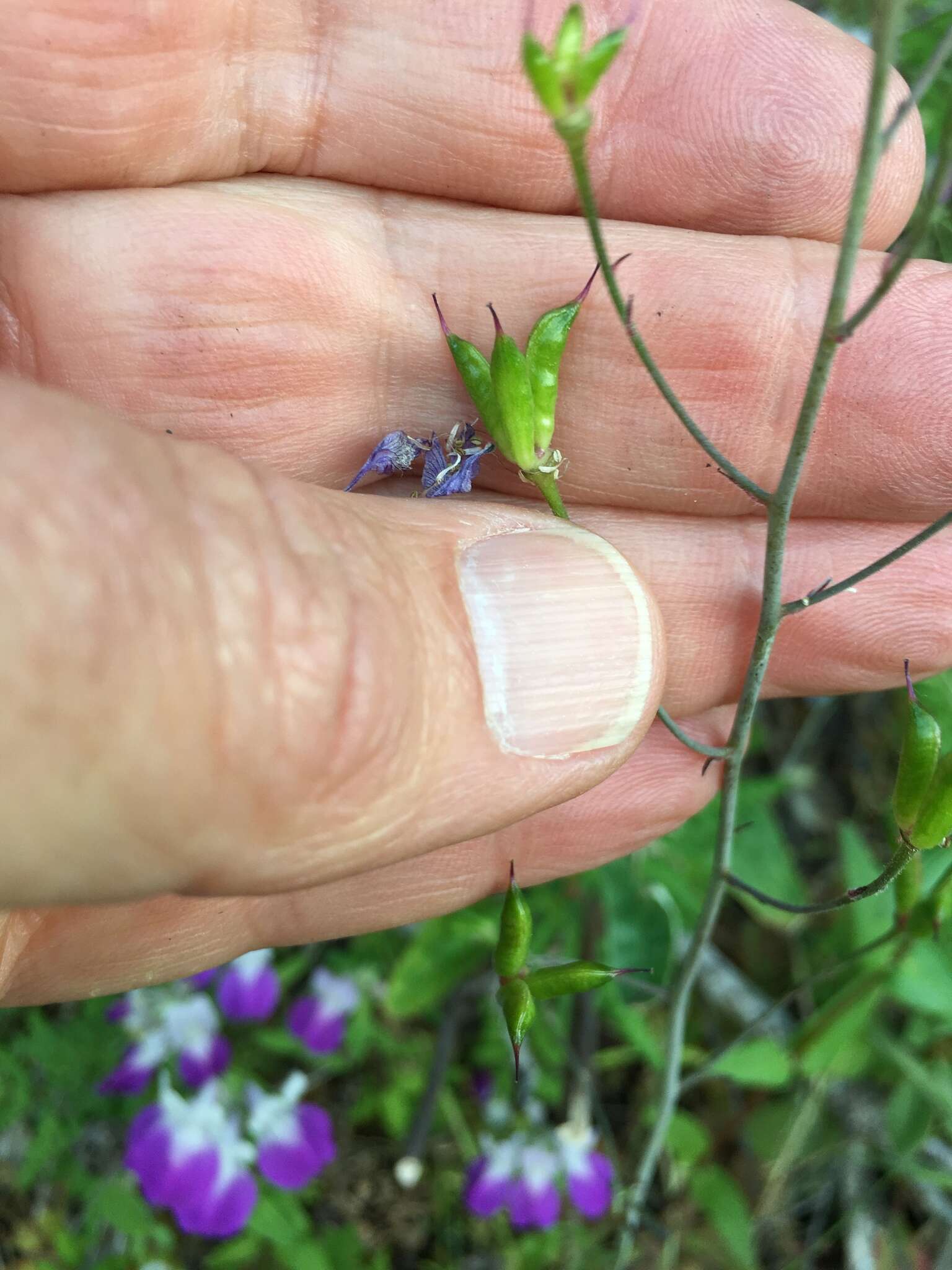 Delphinium patens subsp. patens的圖片