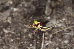 Caladenia attingens subsp. gracillima Hopper & A. P. Br. resmi