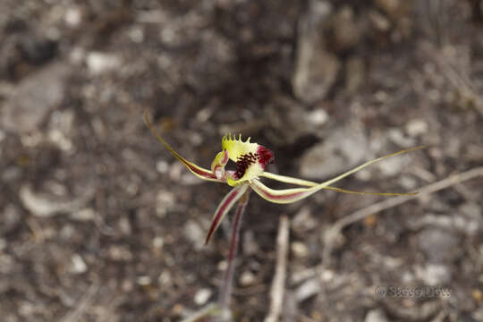 Image of Small mantis orchid