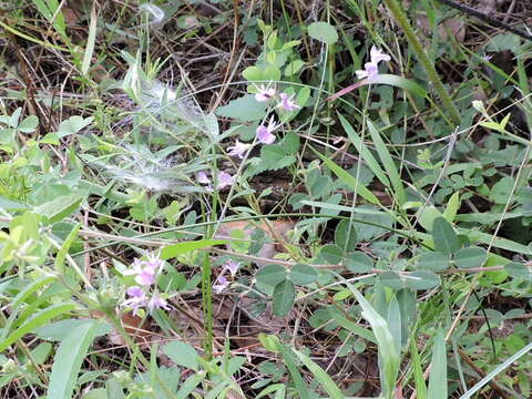 Image of Texas lespedeza