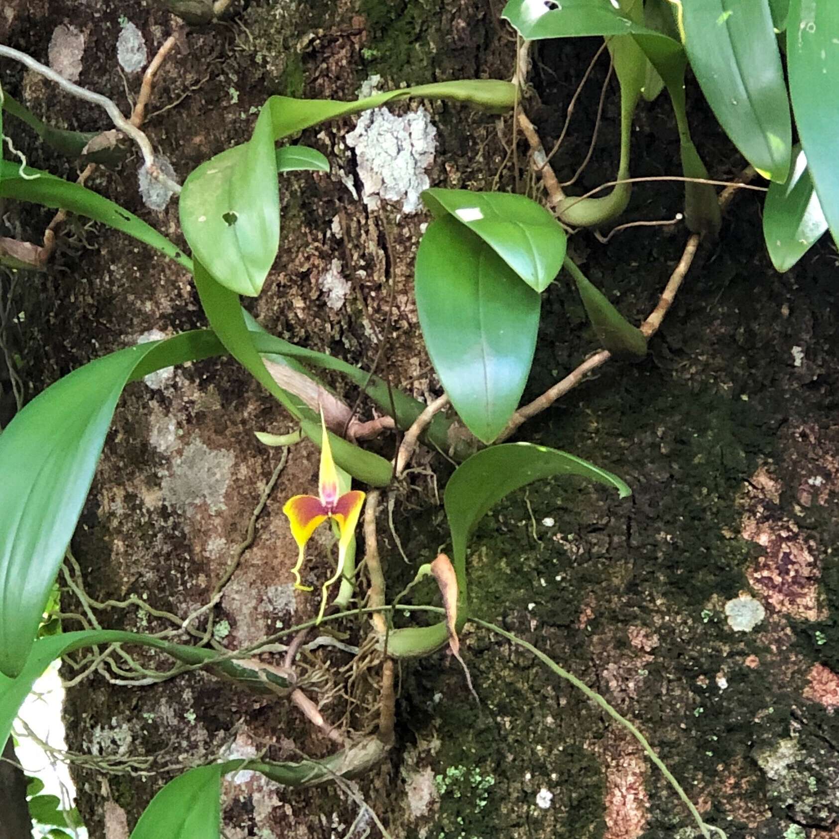 Image of Red horntail orchid