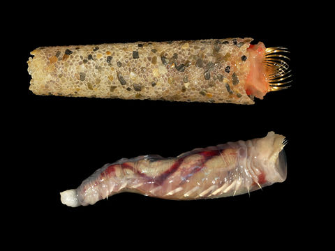 Image of <i>Pectinaria koreni</i>