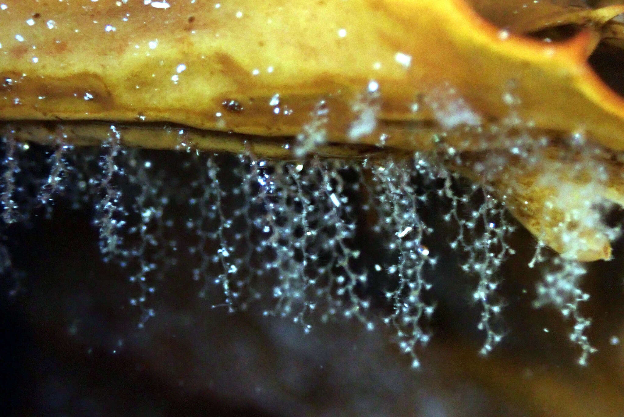 Image of bell hydroid